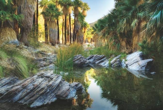 Indian Canyons in Palm Springs CA
